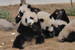 吃瓜熊猫人图片大全,萌态百态,欢乐无限