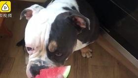 狗吃瓜打架,瓜分美食引发的激烈争斗