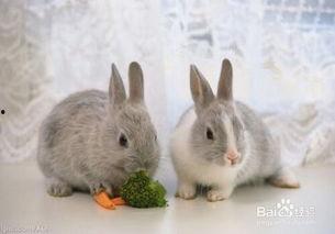 吃瓜小兔在线解答,揭秘娱乐圈那些事儿