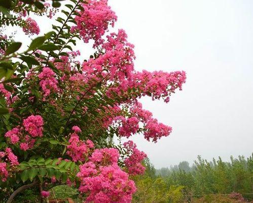 紫薇吃瓜的视频,揭秘娱乐圈幕后真相