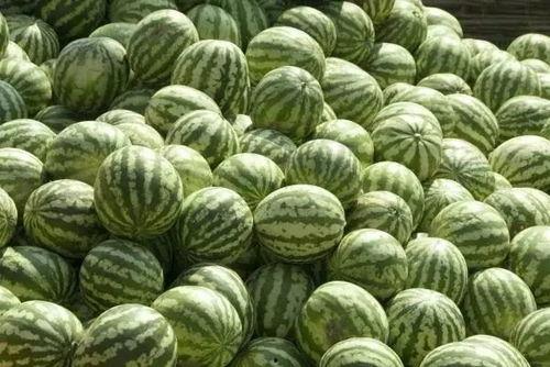 吃瓜达人无限西瓜,揭秘瓜界传奇背后的故事