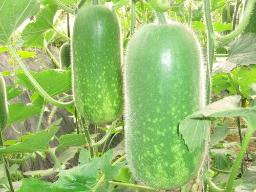 莎头吃瓜回放,一场娱乐圈的“瓜田”盛宴