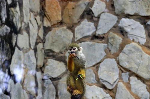 狐猴吃瓜视频,萌态十足引网友热议