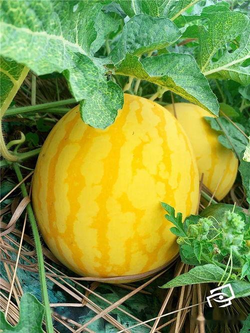 梦见吃海瓜,探寻神秘海瓜的奇幻之旅