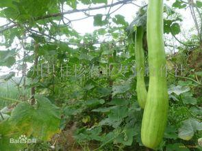 砍瓜吃味之首,揭秘传统美食的独特魅力