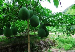 吊瓜宝宝吃,甜蜜滋味，健康成长的守护者