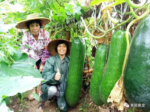 顺德吃的瓜,瓜果飘香，味蕾盛宴